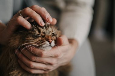 Adam kediyi okşuyor. Yakın plan. Yüksek kalite fotoğraf