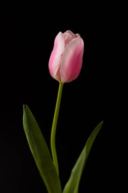 Siyah bir arka planda güzel, pembe bir lale. Kopya alanı. Metin için yer. Çiçek.