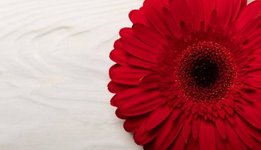 Beyaz ahşap arka planda güzel açan kırmızı gerbera çiçeği. Kopya uzayı. Mesaj için yer. Bahar Çiçeği. Yukarıdan görüntüle