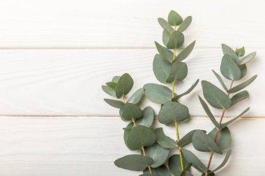 Beyaz desenli ağaçta kokulu okaliptüs tomurcukları. Aromaterapi. Gerekli yağlar. Kopyalanacak yer. Mesaj için yer. Üst görünüm.