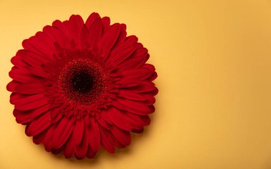 Sarı kağıtta çiçek açan güzel kırmızı gerbera çiçeği. Arka plan. Anlaşıldı. Mesaj için yer. Bahar Çiçeği. Yukarıdan bak. Pankart.