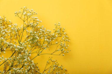 Sarı kağıttan bir arka planda narin çiçek açan çingene çiçeği. kopyalama alanı. Mesaj için yer. Bahar çiçeği. Üst görünüm