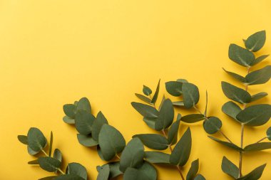 Sarı bir arka planda kokulu okaliptüs tozu. Tasarım çerçevesi. Aromaterapi. Gerekli yağlar. Kopyalanacak yer. Mesaj için yer. Üst görünüm.