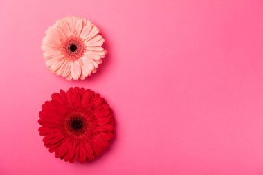 Uluslararası Kadınlar Günü. 8 Mart için güzel bir kartpostal. Pembe kağıtta Gerberas 'tan sekiz tane buldum. Tatil konsepti. Uzayı kopyala Yukarıdan görüntüle.