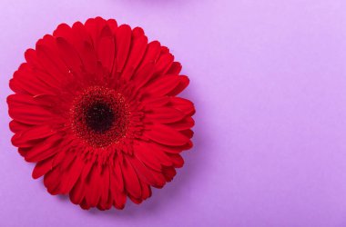 Leylak arkaplanda çiçek açan güzel kırmızı gerbera çiçeği. Arka plan. Anlaşıldı. Mesaj için yer. Bahar çiçeği. Üst görünüm