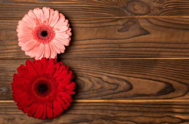 Uluslararası Kadınlar Günü. 8 Mart için güzel bir kartpostal. Kahverengi desenli ahşap üzerinde sekiz tane gerbera deseni. Tatil konsepti. Uzayı kopyala Yukarıdan görüntüle.