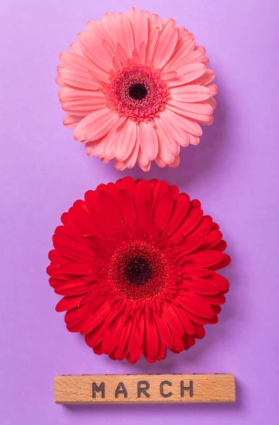 International Women Day Beautiful Postcard March Figure Eight Gerberas Purple — Fotografia de Stock