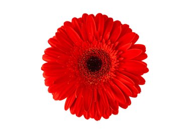 Kırmızı gerber beyaz arka planda izole edildi. Bahar Çiçeği. Tatil kavramı.