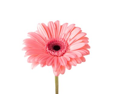 Pembe gerber beyaz arka planda izole edilmiş. Bahar Çiçeği. Tatil kavramı.