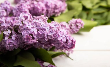 Beyaz ahşap arka planda bahar leylağı çiçekleri. Leylak çiçekleri fotokopi alanı düzleştirilmiş.