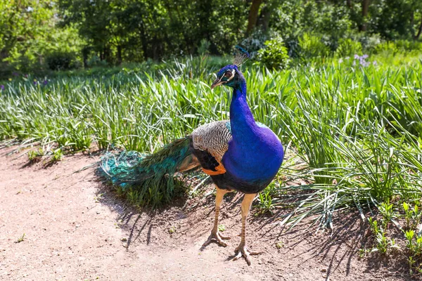 Pavão Indiano Pavão Bonito Pavão Fundo Parque Verde — Fotografia de Stock