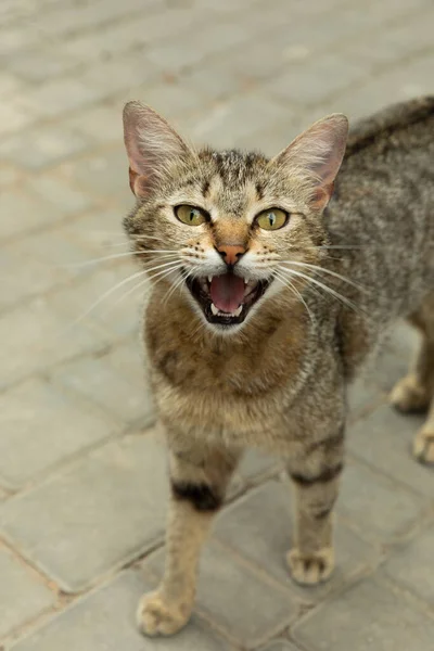 Cat on a background of gray texture. Meowing stray cat