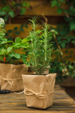 Bahçe bitkileri. Biberiye, nane, biber ve çilek. Kahverengi kağıt pakette. Baharat ve bitki tohumu..