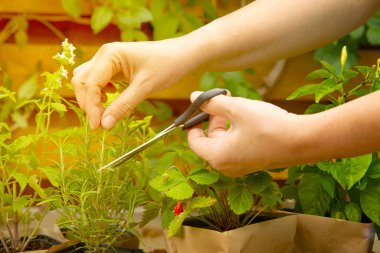 Kadın eli biberiye filizi topluyor. Potada taze bahçe otları. Biberiye, nane, çilek ve biber kahverengi kağıt pakette. Baharatlı baharat ve bitki tohumu..