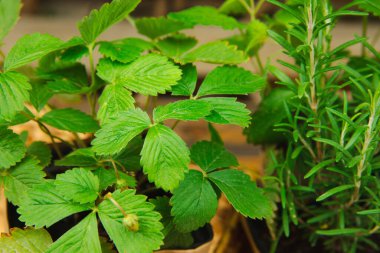 Fresh garden herbs in pots. Strawberries in kraft brown paper packaging. Seedling of spicy spices and herbs. Assorted fresh herbs in a pot. Home aromatic and culinary herbs.