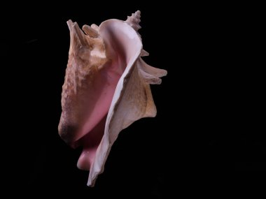 Deniz kabuğu pembesi. Koyu arkaplan