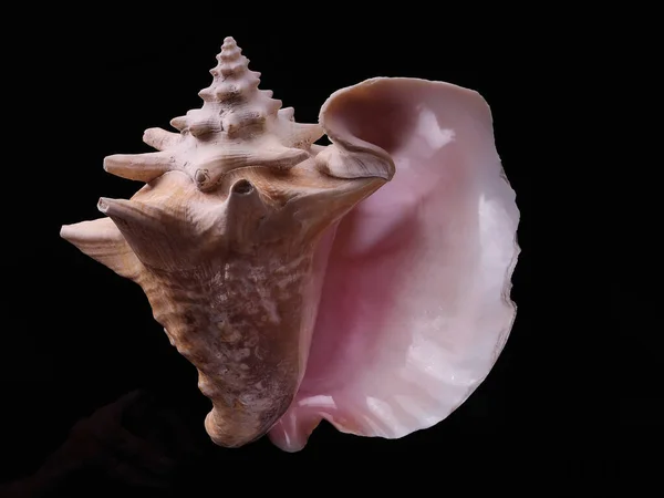 Sea Conch Pink Dark Background — Stock Photo, Image