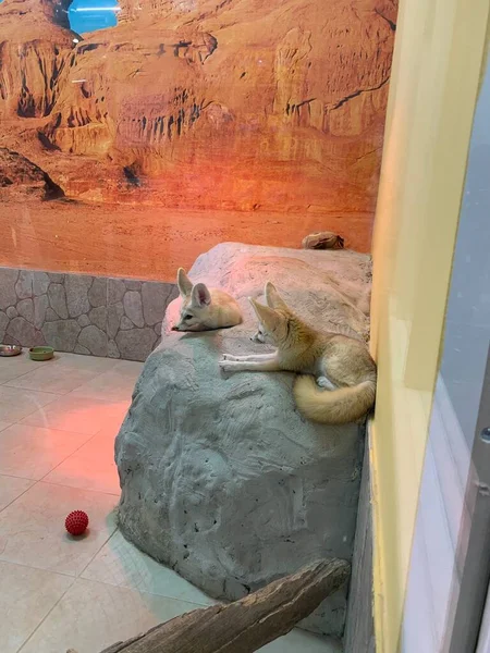 Hoş bir çift çit.