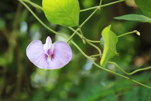 Telang Kwiat Łaciński Nazwa Clitoria Ternatea Rozmytym Tle — Zdjęcie stockowe