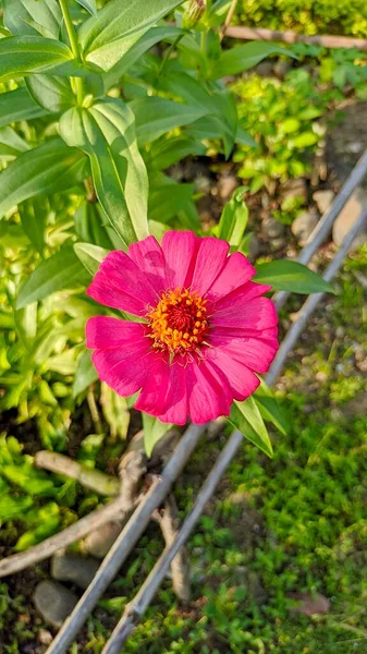 Piękno Czerwonego Zinia Kwiat Zinia Wdzięku Lub Lepiej Znany Pod — Zdjęcie stockowe