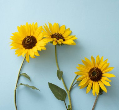 Açık mavi arkaplanda sarı ayçiçeği. Güzel çiçekler. Yaratıcı fikir.