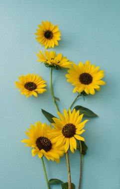 Mavi arka planda neşeli ayçiçekleri. Sarı çiçekli yaratıcı bir fikir..