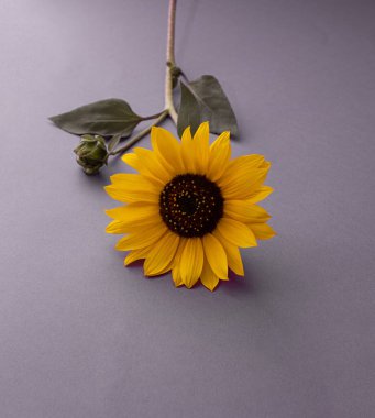 Mor arka planda bir ayçiçeği. Sarı çiçekli yaratıcı güzel fikir..