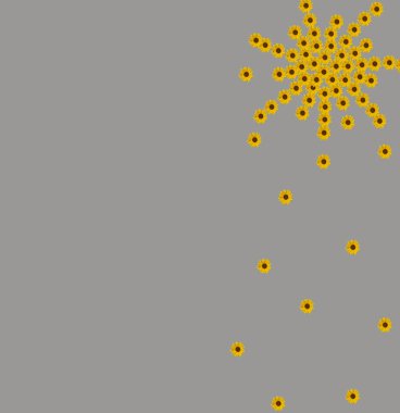 Sevgililer Günü için yıldız şeklinde sarı ayçiçeği çiçekleri. Gri bir arkaplanda.