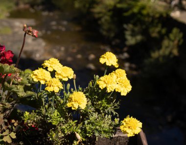Dağ nehrinin yanındaki sarı kadife. Etrafı yeşil ağaçlarla çevrili.