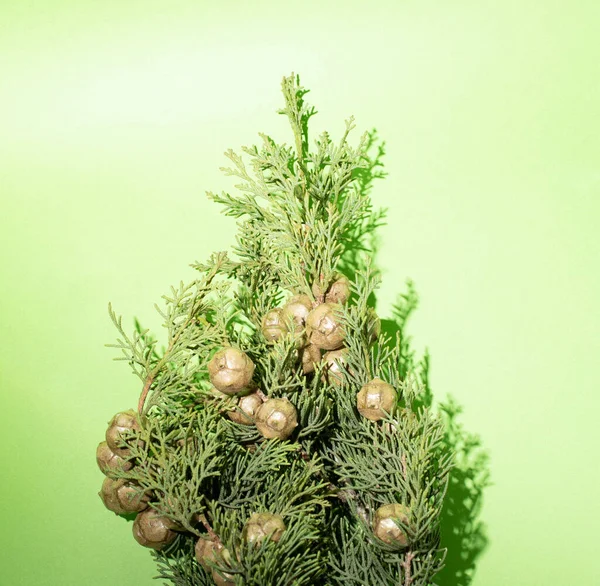 Disposición Creativa Sobre Fondo Verde Árbol Navidad —  Fotos de Stock
