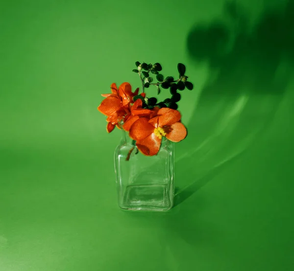 Egy Japán Alma Vörös Virágai Egy Üvegedényben Zöld Alapon — Stock Fotó