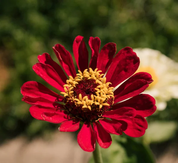 Cyklamen Blomma Zinnia Torr Dag Bakgrunden Grönt Gräs — Stockfoto