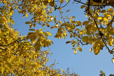 Pastel bej arka planda yeşil yapraklı kırmızı soğan. Yaratıcı fikir.