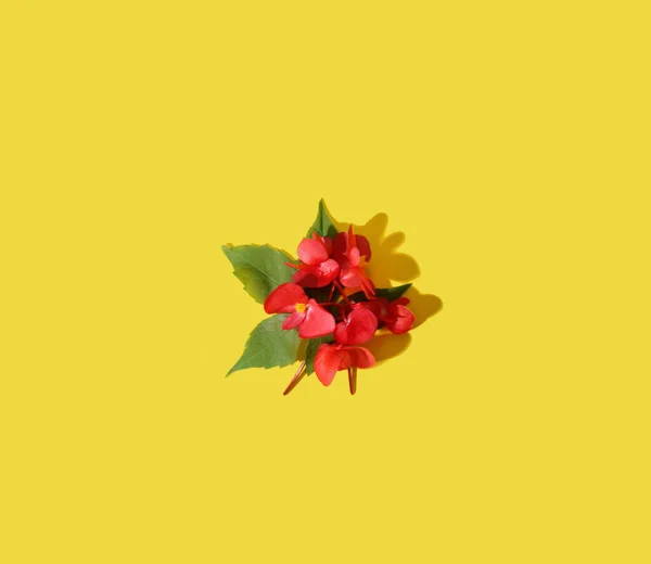 Creatief Patroon Rode Bloem Gele Achtergrond Minimaal Concept — Stockfoto