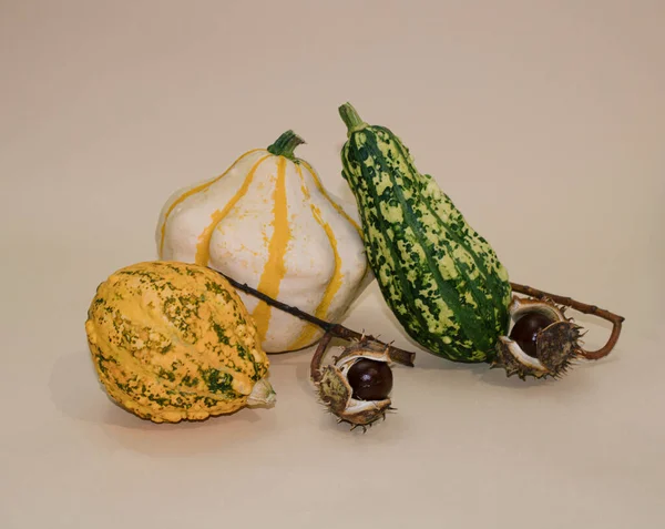 Creative Arrangement Chestnuts Decorative Pumpkins Green Orange Cream Color Pastel — Stock Photo, Image