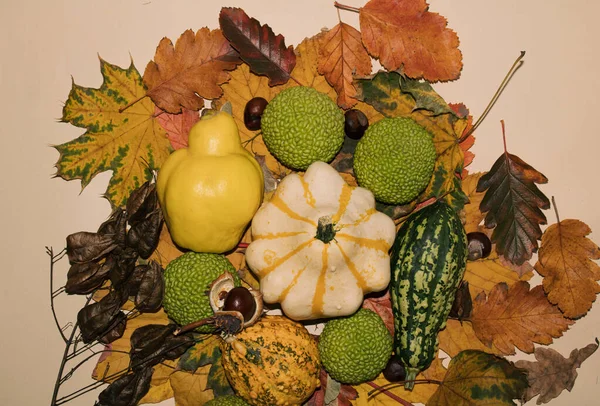 Yellow Quince Various Pumpkins Autumn Leaves Beige Background Creative Idea — Stock Photo, Image