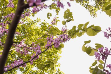Yehuda ağacı tam çiçeklenirken, mor çiçekler ve pastel yeşil yapraklar.