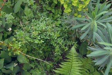 Yeşil bitkiler Euphorbia lathyris, Cercis silikastrum ve doğadaki diğer bitkiler. Güzel yeşil arkaplan.