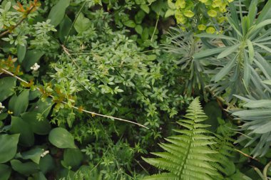 Yeşil bitkiler Euphorbia lathyris, Cercis silikastrum ve doğadaki diğer bitkiler. Güzel yeşil arkaplan.