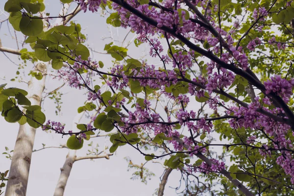 Albero Giuda Fiorito Bellissimi Fiori Viola Con Foglie Verde Pastello — Foto Stock