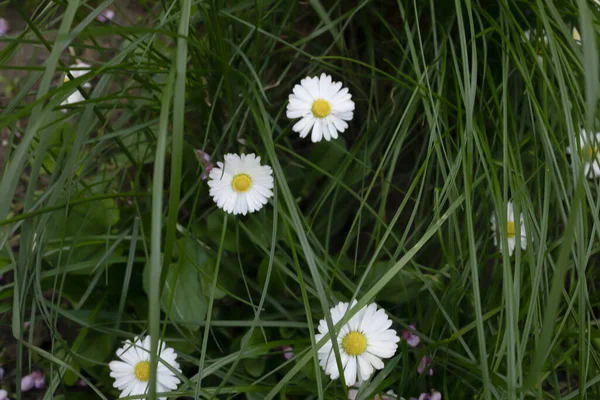 Wesołe Tło Zielonej Trawy Białymi Koronkowymi Kwiatami Słoneczny Dzień — Zdjęcie stockowe