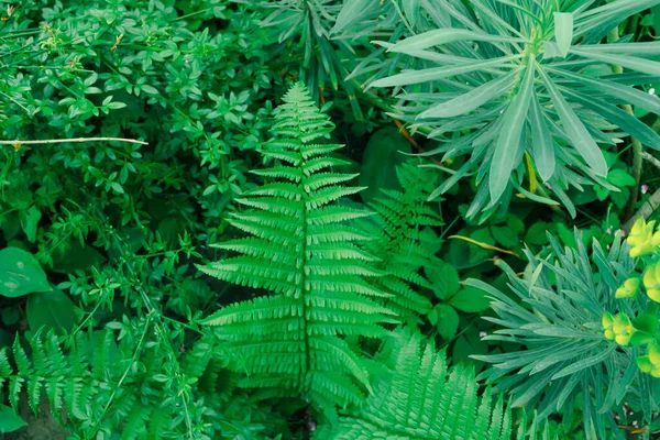 様々な緑の植物の素晴らしい背景 ユーフォルビア ラティリス ケリス シリカストラムなどの自然植物 — ストック写真