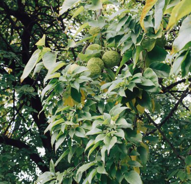 Ağaçtaki Maclura pomifera meyvesi. Yapraklardan yeşil arkaplan.