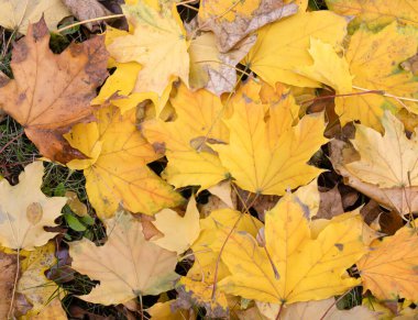 Yere düşen yaprakların sonbahar renkleri. Sarı yeşil, turuncu ve kırmızı renkler.