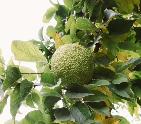 Maclura Pomifera Fruto Color Verde Sobre Hojas Amarillas Sobre Mesa —  Fotos de Stock