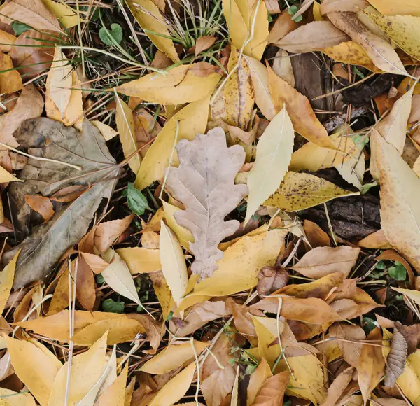 Foglie Cadute Frassino Giallo Autunno — Foto Stock