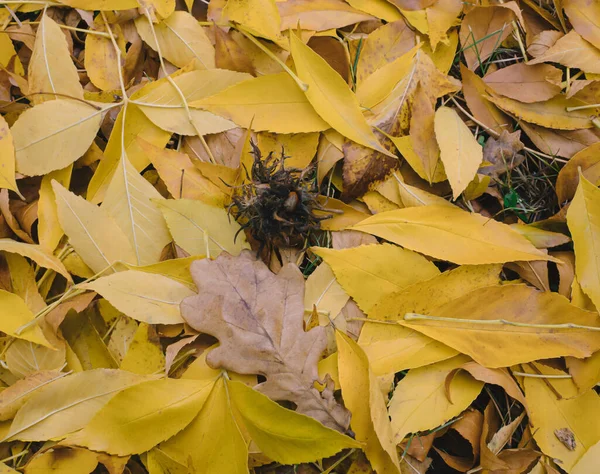 Πεσμένα Κίτρινα Φύλλα Στάχτης Φθινόπωρο — Φωτογραφία Αρχείου