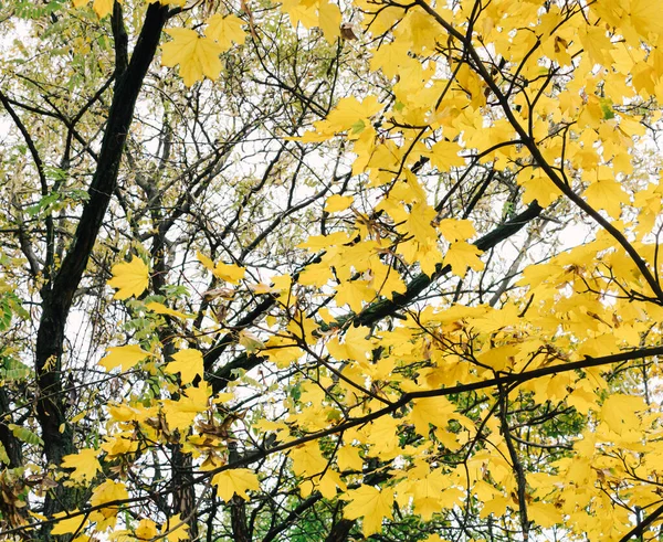 Cores Outono Das Folhas Nas Árvores Parque Cores Amarelo Verde — Fotografia de Stock