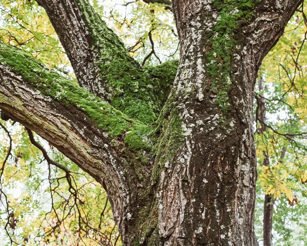 의나무 줄기에 아름다운 — 스톡 사진