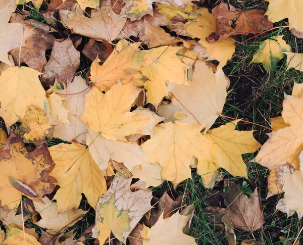 Cores Outono Folhas Caídas Chão Amarelo Verde Laranja Vermelho Cores — Fotografia de Stock